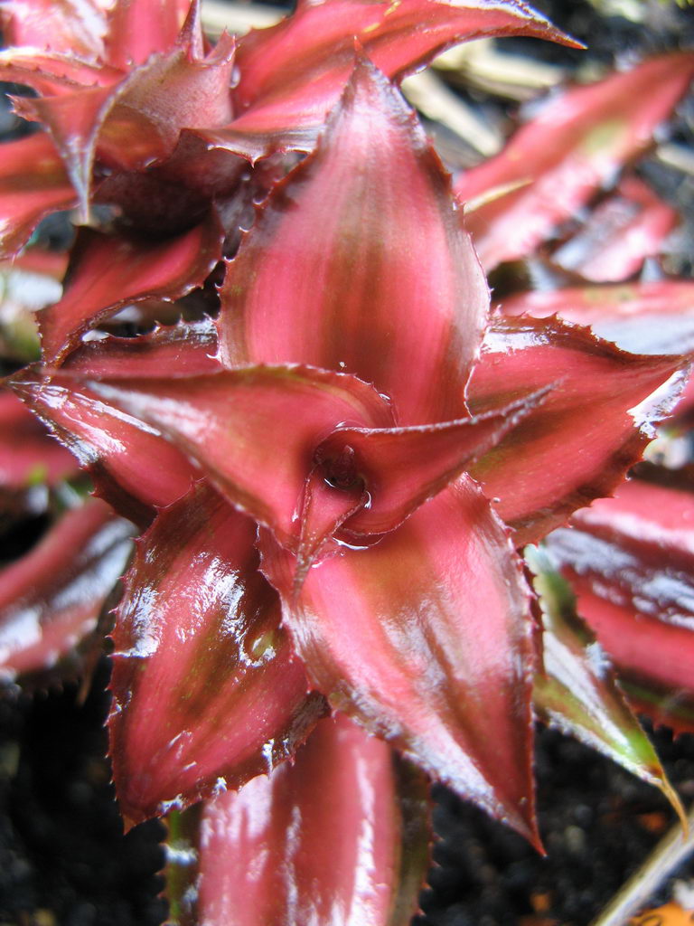 Cryptanthus Bromeliads